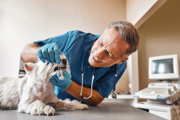  Denton, MD Emergency Dentist Pros